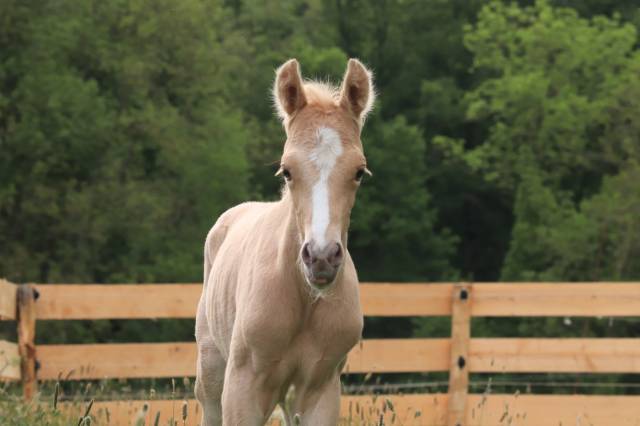 Male pfs palomino a reserver au sevrage 