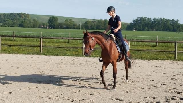 Cheval hongre arabe de 3 ans, débourré, gentil
