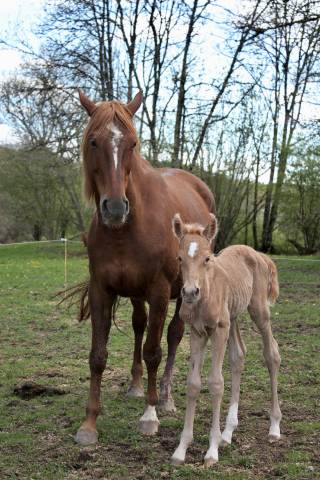 Jeune pouliche à réserver
