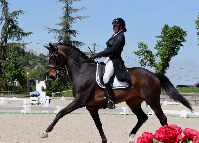 Hongre - kwpn - 14 ans - dressage psg - france