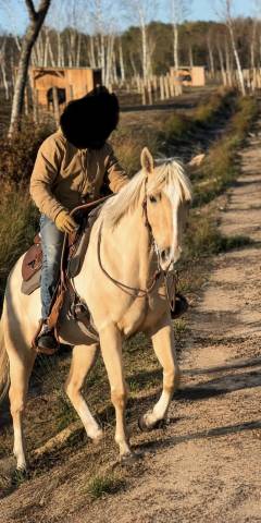 Hongre appaloosa 8 ans