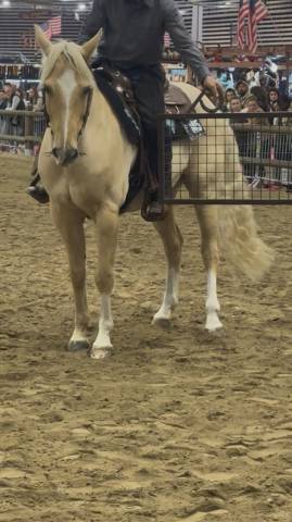 Hongre appaloosa 8 ans
