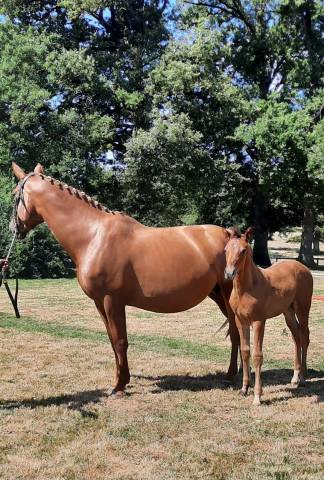 Poulinière 14a sf (arko iii x odyssée semilly)