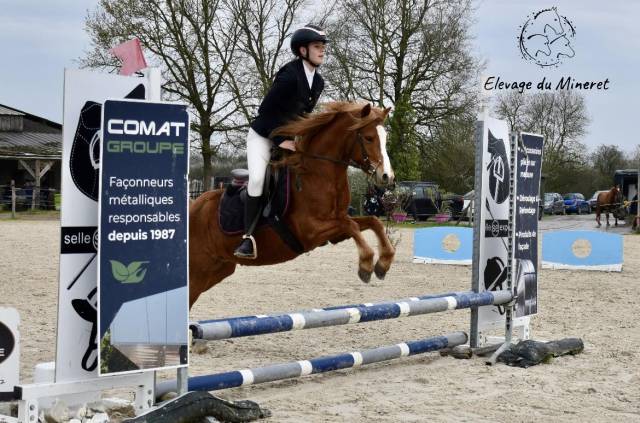 Ponette welsh part bred