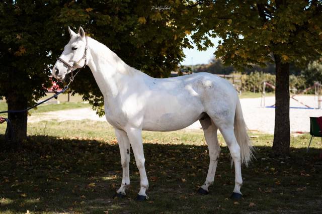 Hongre 9 ans pie gris