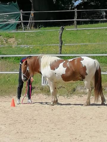 Adorable poney c , pie alezan, 16 ans, polyvalent