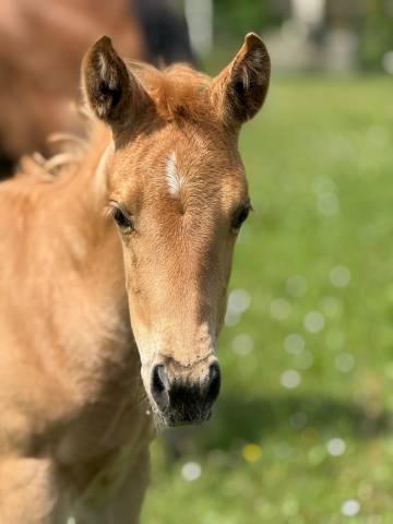 Pouliche pp quarter horse palomino