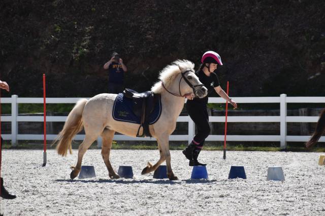 A vendre poney welsch b palomino 11 ans