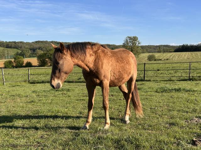 Poulain oc origines appaloosa et camargue