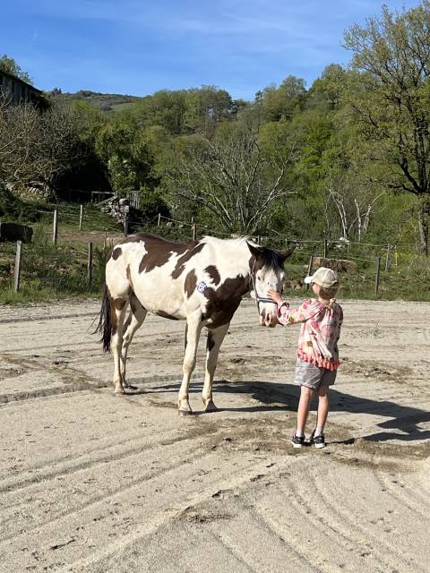 Paint horse pp ( français & américains) à vendre