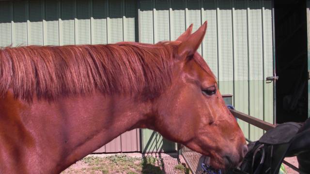 Beau cheval aes