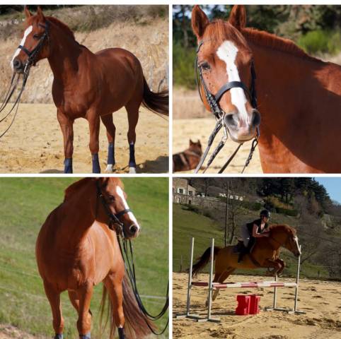 Magnifique poney 