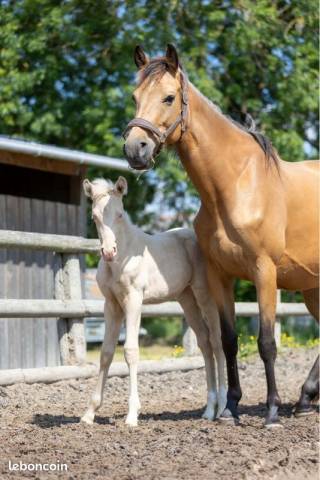 Jument 5 ans 1m60 suitée d'une magnifique pouliche 
