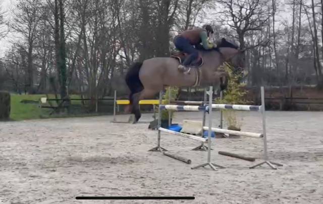 Jaliesca ii – jument sf de 7 ans – prête 1,20 m