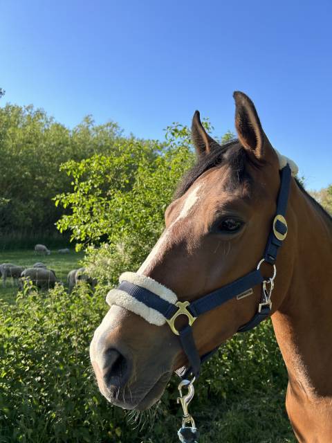 Poney d à vendre 