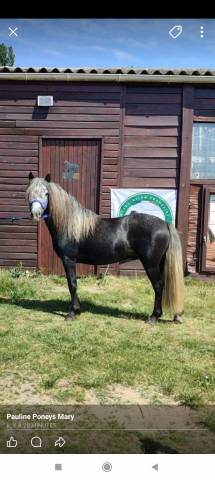 étalon dartmoor 4 ans
