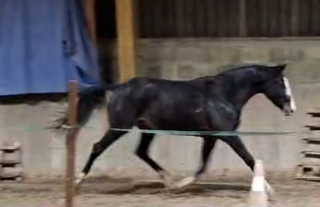 Nirvana de molion - sf - femelle - 3 ans  - 1.64 - noir