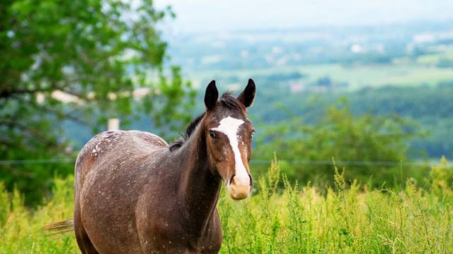 Pouliche appaloosa pp 2025