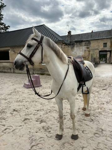 Poney pfs