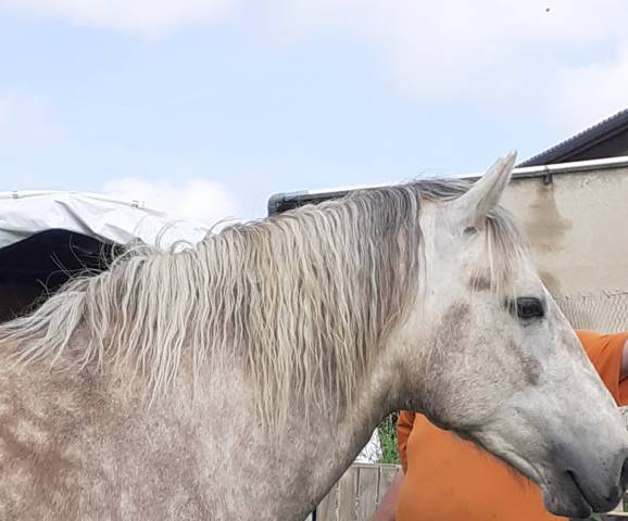 Cheval de 3 ans entier origine camargues/quater 