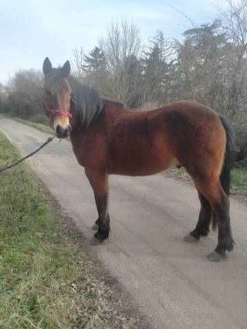 Hongre 5 ans onc 