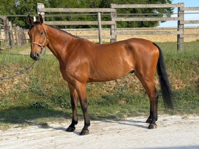Cheval de 10ème cso hunter