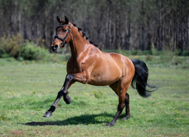 Magnifique pur race espagnole de 7 ans 