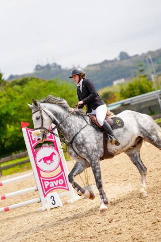 Hongre bwp cheval de sang belge a vendre 2016 gris par el torreo de muze