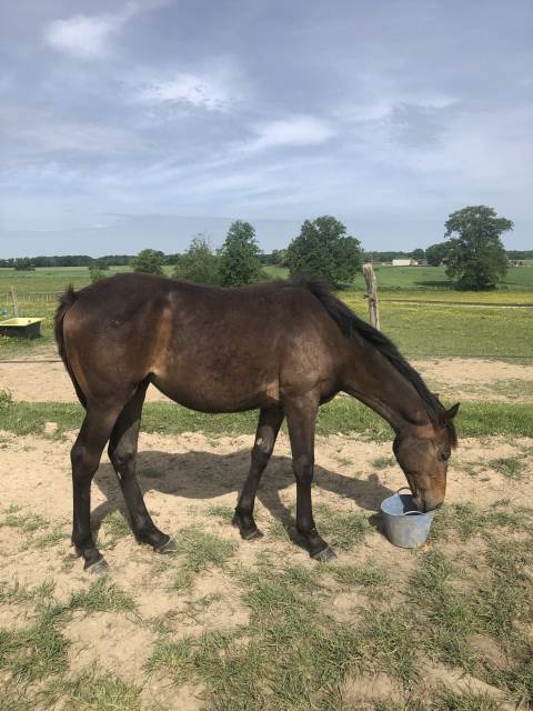 Yearling aqps pour courses