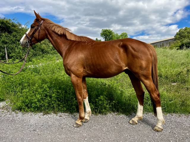 Magnifique hongre de 4 ans très prometteur