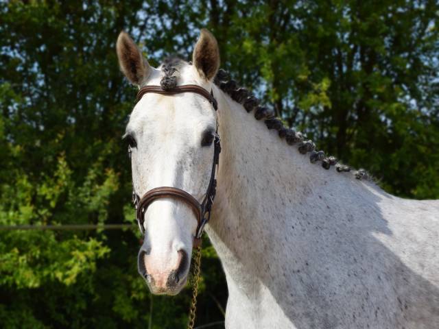 Jeune ponette grande d jument de 5 ans pour cso ou cce
