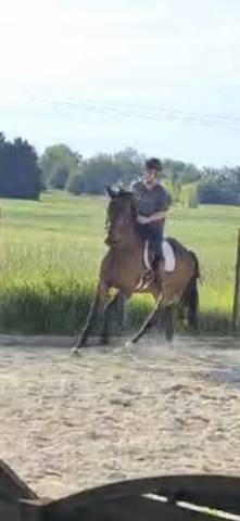 A vendre: hongre kwpn 7 ans