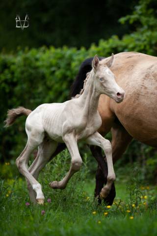 Poulain pure race espagnole perlino