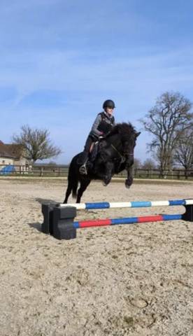Jument cheval islandais