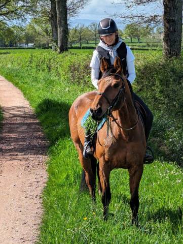 Cheval jument selle français