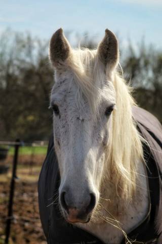 Jument irish cob x barbe 