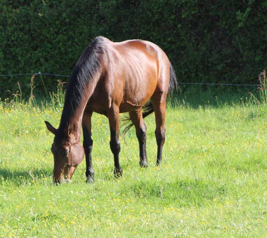 Pouliniere sfo ideal de la loge x rosire