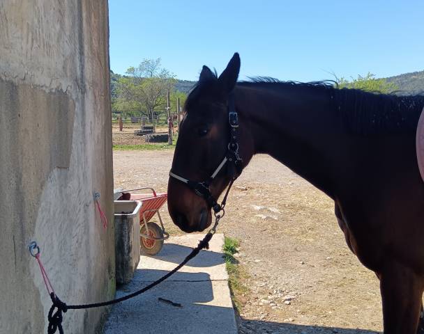Trotteur français à vendre