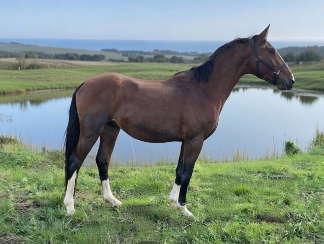 Magnifique mâle de 4 ans
