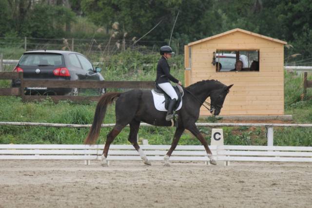 à vendre cheval de compagnie 