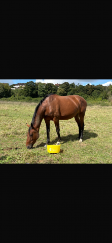 Vend ou loue trotteuse pour transfert d’embryon
