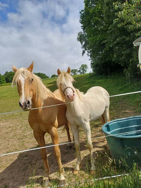 Poney welsh d
