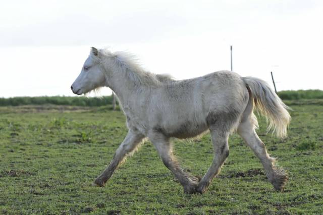 Poulain welsh a pp 2025 crème yeux bleus