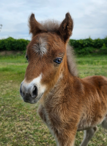 Poulain cheval miniature amha pp