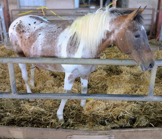 Jument appaloosa onc 