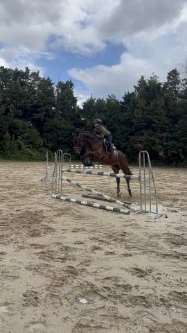 Jeunes cheval avec des moyens idéal amateur 