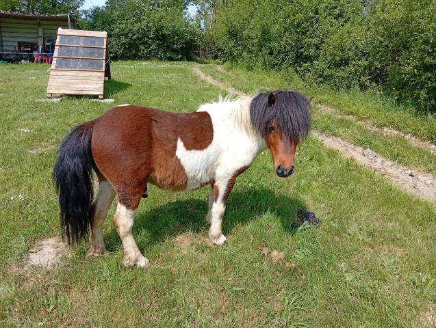 Entier type mini shetland 