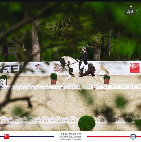 Etalon dressage en pension complète saumur