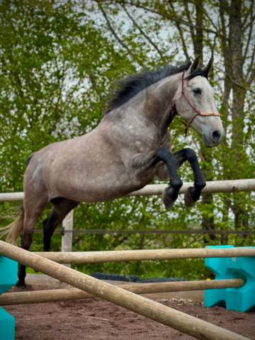 Hongre pure race espagnol