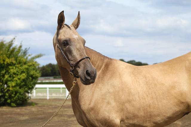 Jeune akhal teke aliyah arale